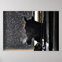 Paard in de winter