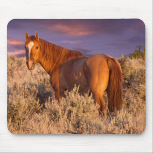 Paard in Harney County staat alert Muismat