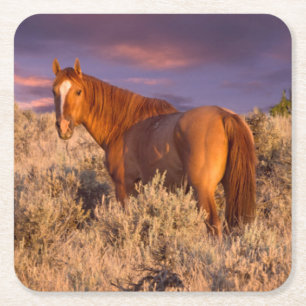Paard in Harney County staat alert Vierkante Kartonnen Onderzetter