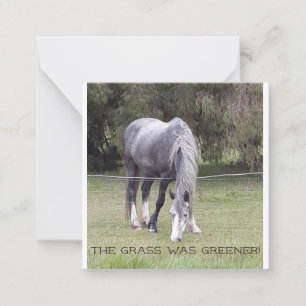 Paard in hek! briefkaart