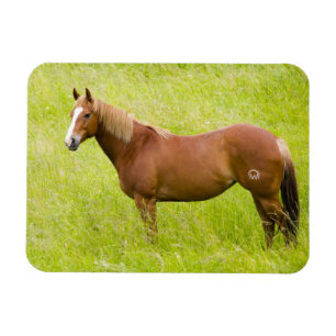 Paard in Lentveld Magneet