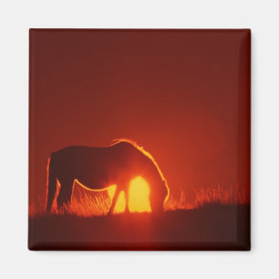 Paard in Rode Zonsondergang Magneet