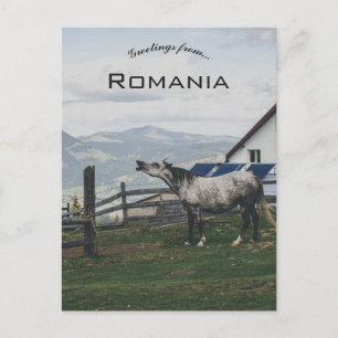 Paard in Vatra Dornei Roemenië Briefkaart