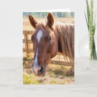 Paard in zonlicht Fotografie Blank Inside