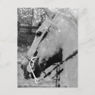 Paard in Zwart en Wit Briefkaart