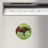 Paard Magneet (Insitu (Vaatwasser))