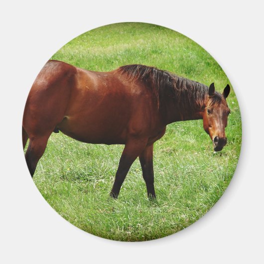 Paard Magneet (Voorkant)