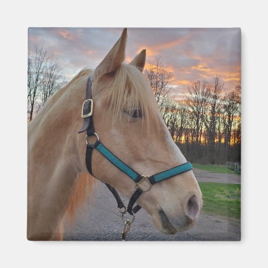 Paard Magneet (Voorkant)