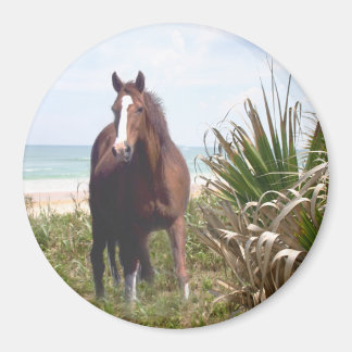 Paard magneet strand