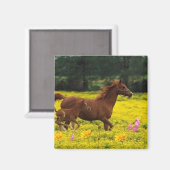 Paard moeder en baby magneet (Voorkant / Achterkant)