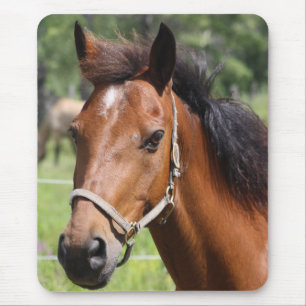 Paard Muismat