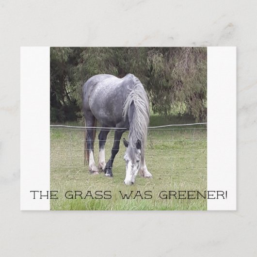 Paard 'n hek! briefkaart (Voorkant)