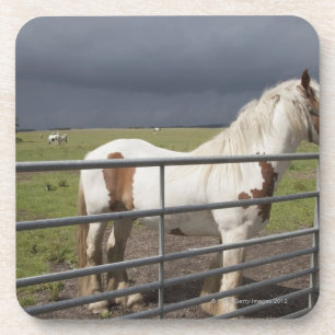 Paard nabij een hek onderzetter