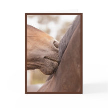 Paard Nuzzle Valentijn
