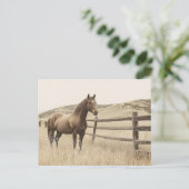 Paard op de Range  Sepia Briefkaart (Staand voorkant)