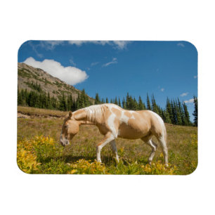 Paard op grassen in een alpenweide in de zomer magneet