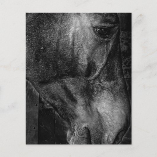 Paard | Paardrijscanvas Flyer (Voorkant)