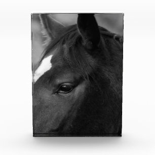 Paard pba fotoblokken