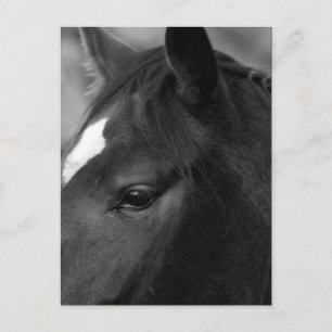 Paard PCNM Briefkaart