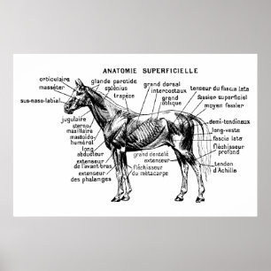 Paard Poster