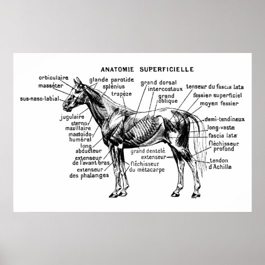 Paard Poster (Voorkant)
