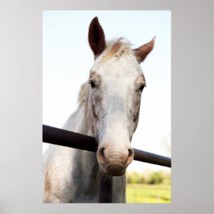 Paard Poster