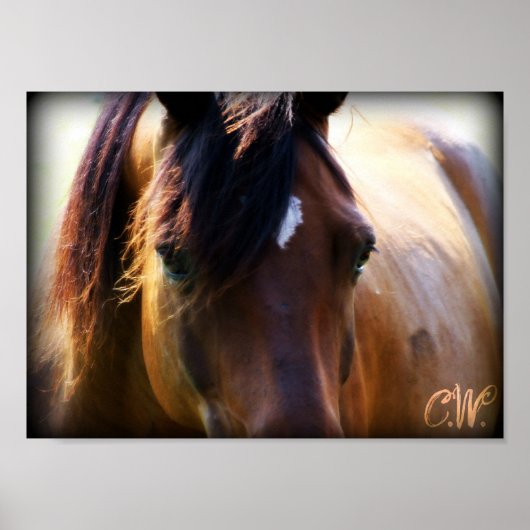 paard poster (Voorkant)