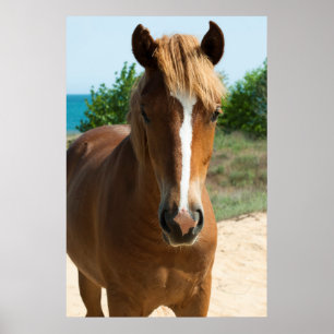 Paard Poster