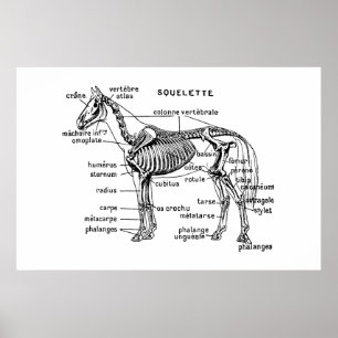 Paard Poster