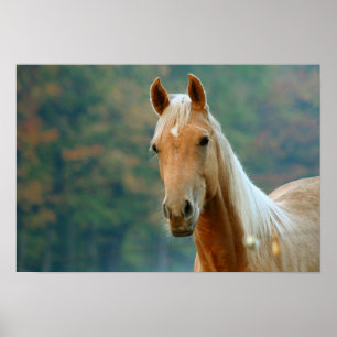 Paard Poster