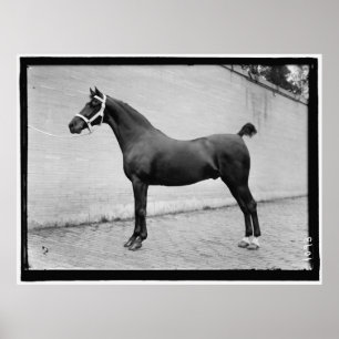  paard poster