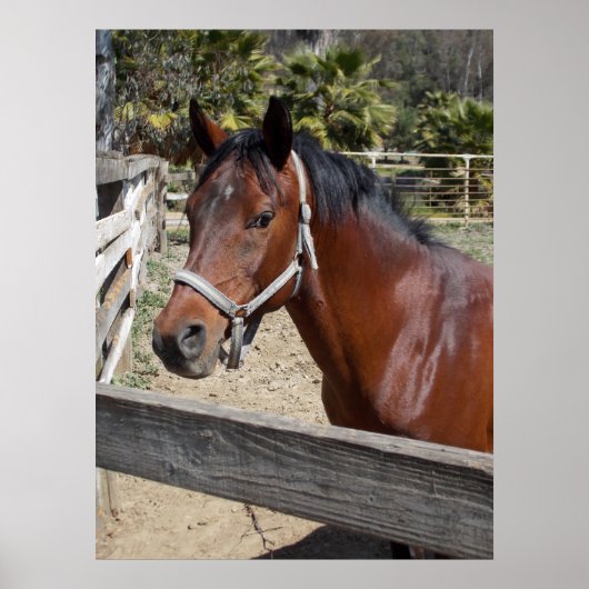 Paard Poster (Voorkant)