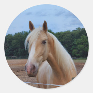 Paard Ronde Sticker