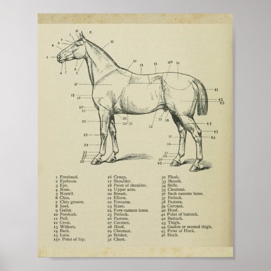 Paard Surface Anatomie Print (Voorkant)