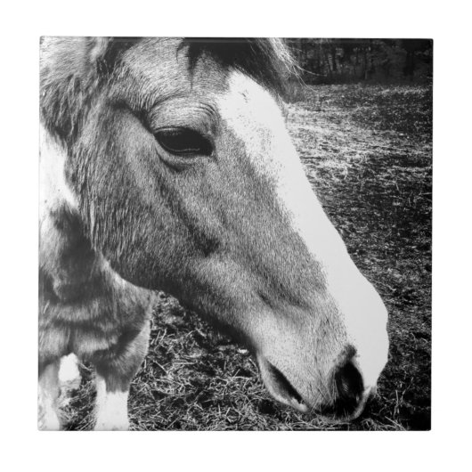 Paard Tegeltje (Voorkant)