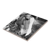 Paard Tegeltje (Zijkant)