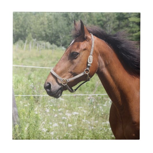 Paard Tegeltje (Voorkant)