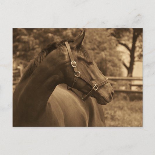 Paard van mijn hart briefkaart (Voorkant)