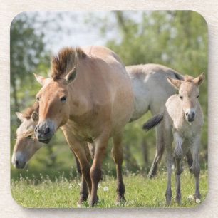 Paard van Przewalski en veulen lopen Drankjes Onderzetter