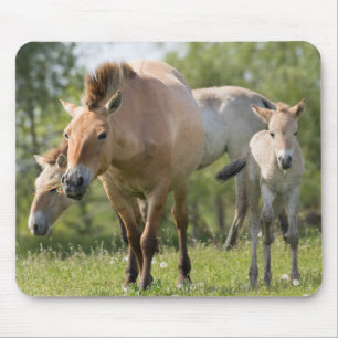Paard van Przewalski en veulen lopen Muismat