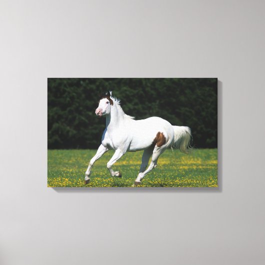 Paard van verf die in grijs veld loopt canvas afdruk (Voorkant)