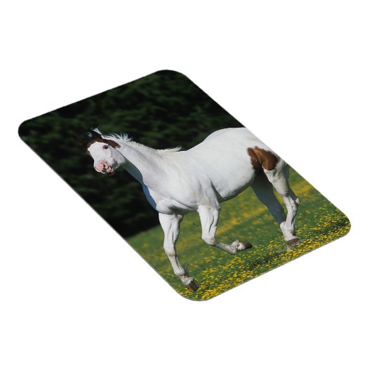 Paard van verf die in grijs veld loopt magneet (Rechterzijde)