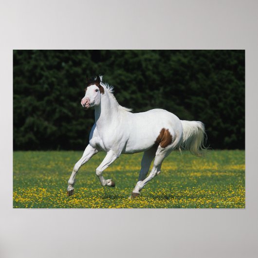 Paard van verf die in grijs veld loopt poster (Voorkant)
