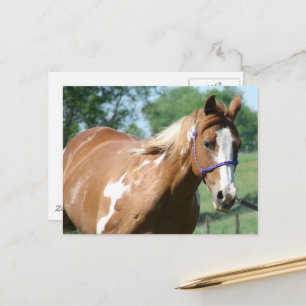 Paard verven briefkaart