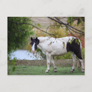 Paard verven briefkaart