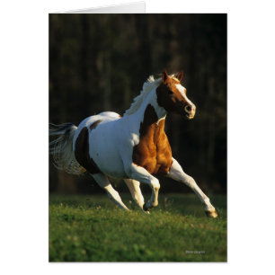 Paard verven met snelle werking