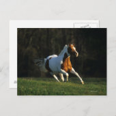 Paard verven met snelle werking briefkaart (Voorkant / Achterkant)