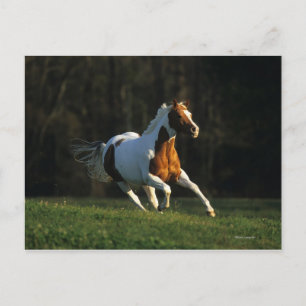 Paard verven met snelle werking briefkaart