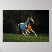 Paard verven met snelle werking