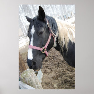 Paard verven poster